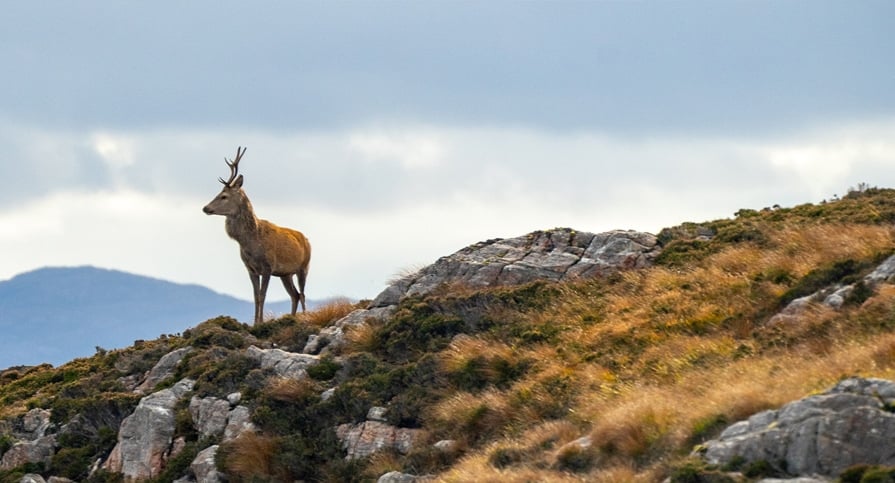 Red Deer on hills Featured Image