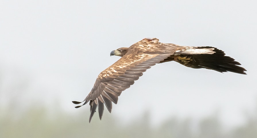 Sea Eagle in Flight